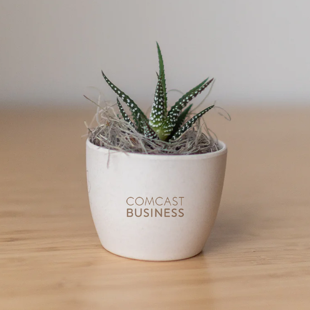 Comcast Business Miniature Desk Plant - Zebra Succulent