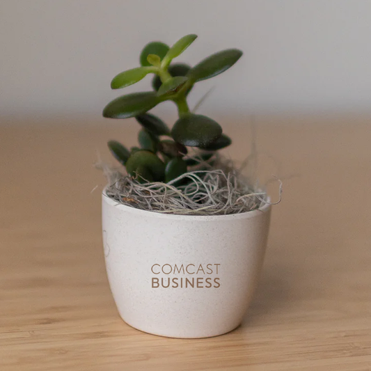 Comcast Business Miniature Desk Plant - Jade