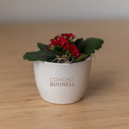 Comcast Business Miniature Desk Plant - Blooming Kalanchoe