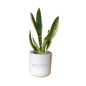 Comcast Advertising Large Desk Plant