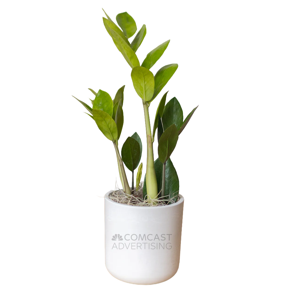Comcast Advertising Large Desk Plant