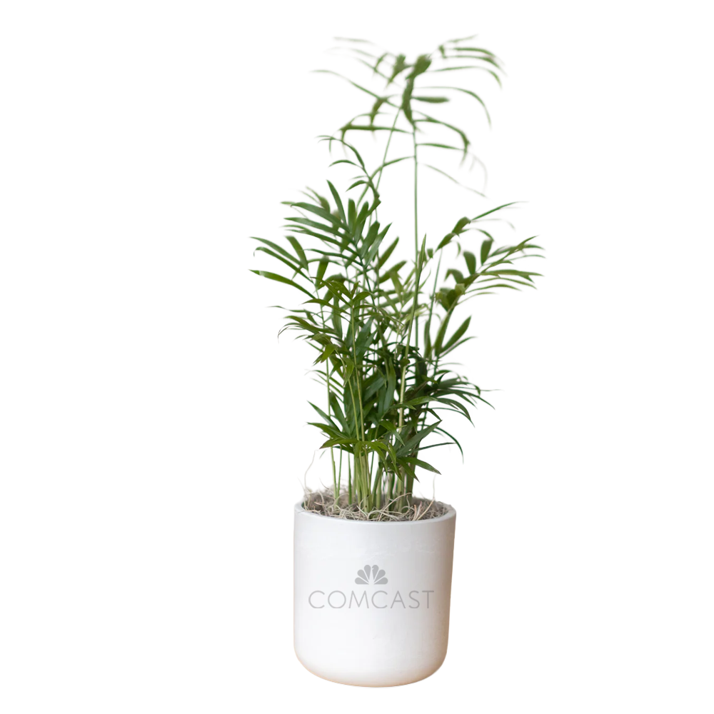 Comcast Large Desk Plant