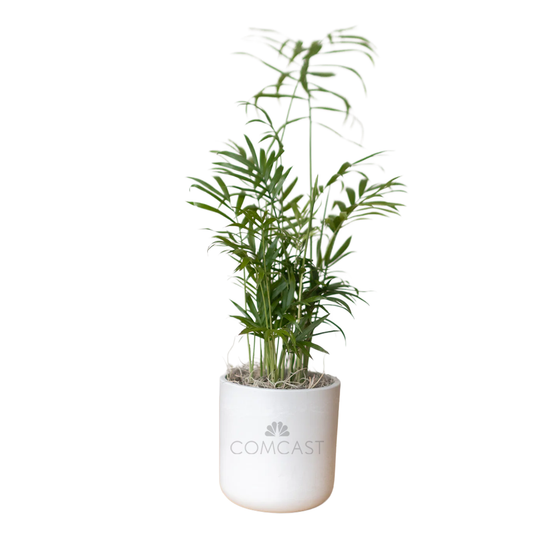 Comcast Large Desk Plant
