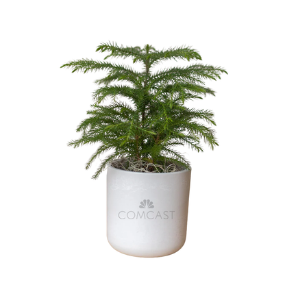 Comcast Large Desk Plant