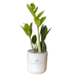 Comcast Large Desk Plant