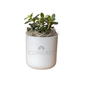 Comcast Large Desk Plant